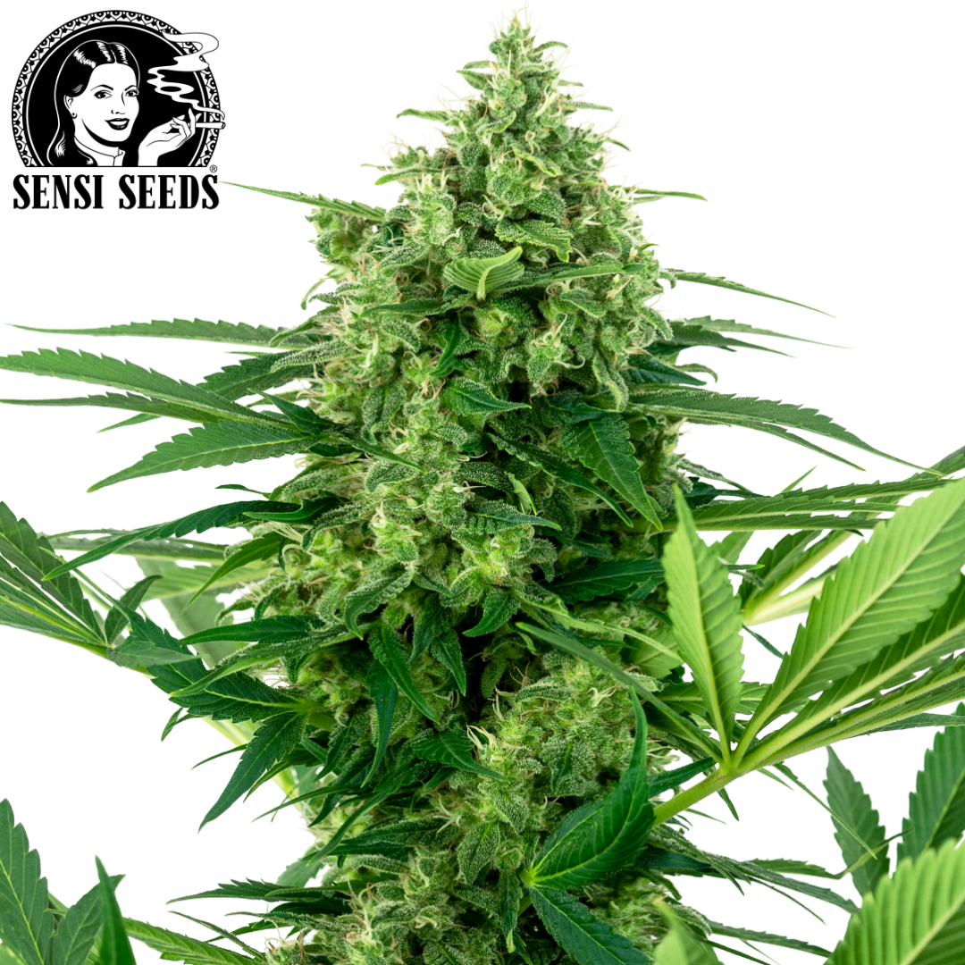 Hoodie, Sensi Seeds®, Original, Schwarz